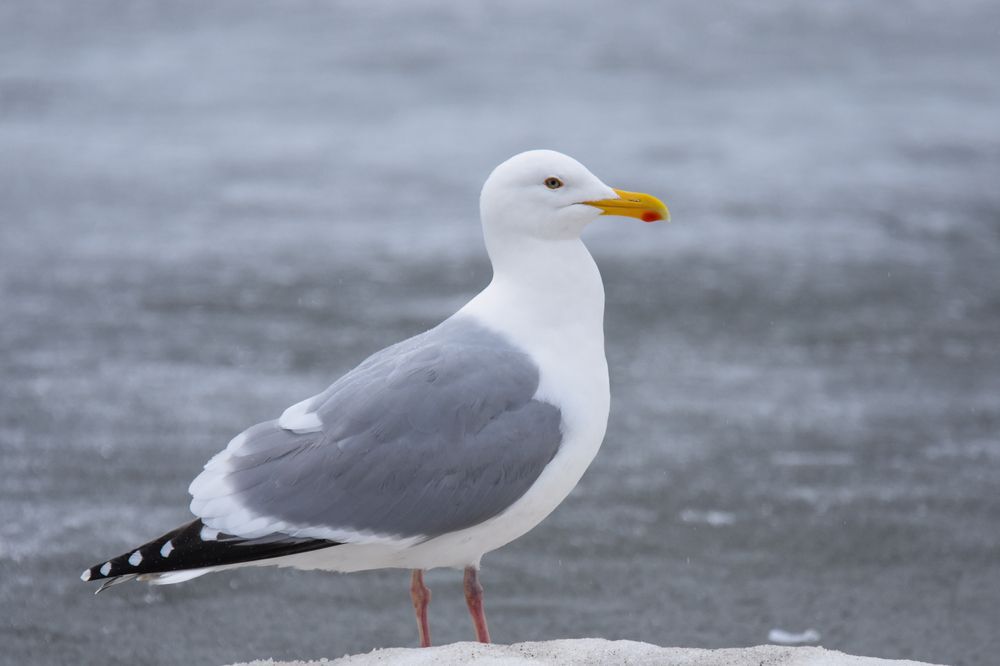 A herring gull perches on a frozen lake