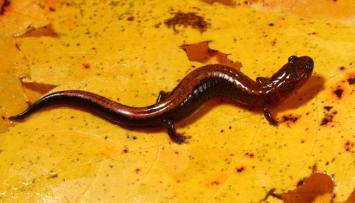 A red-backed salamander against a yellow fall leaf