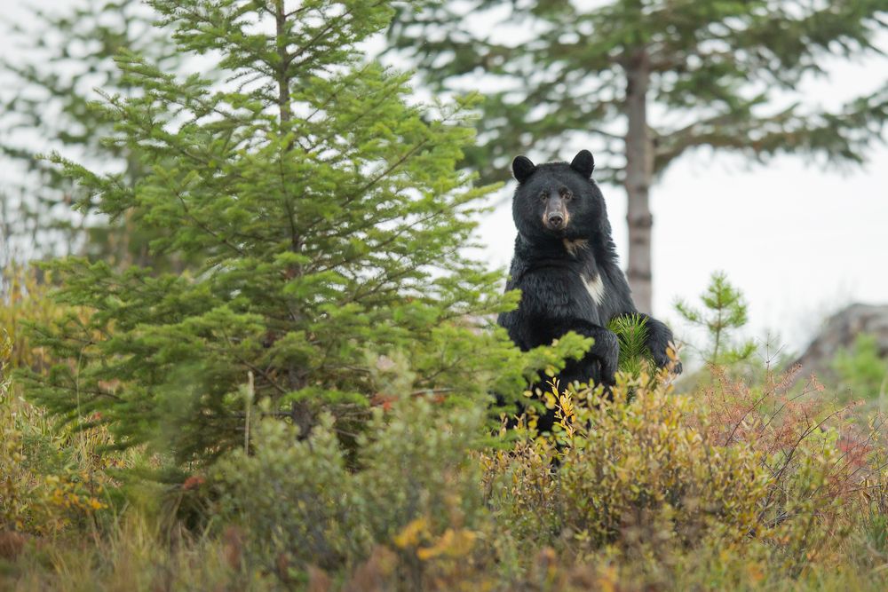 A black bear standing on its hind legs, next to a tree