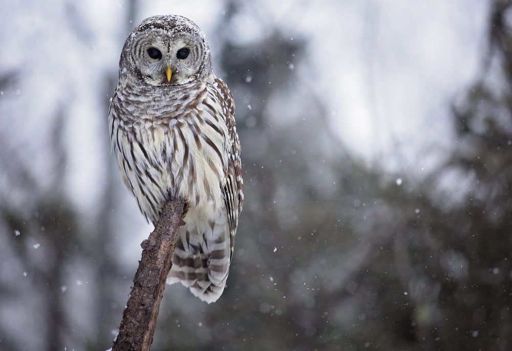 A barred owl perched on a branch against a snowy background
