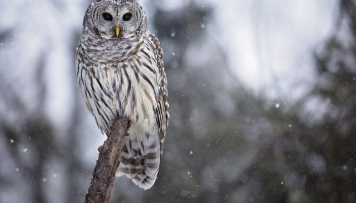 A barred owl perched on a branch against a snowy background