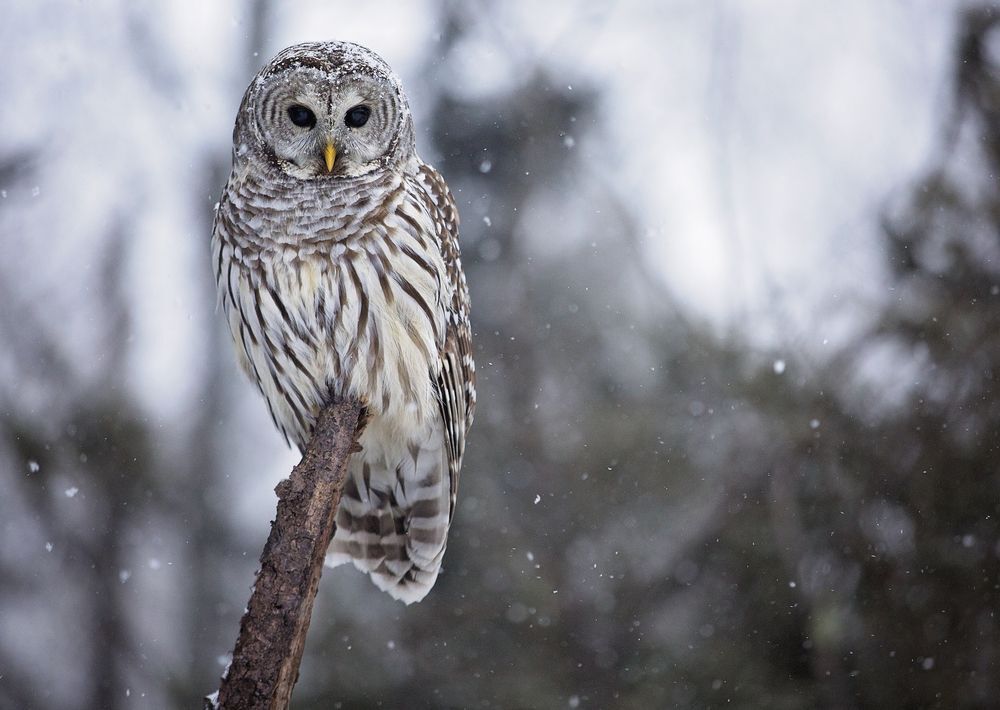A barred owl perched on a branch against a snowy background