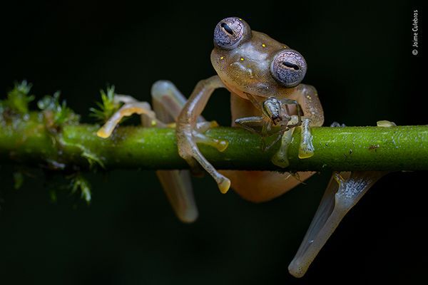 A Manduriacu glass frog snacks on a spider, wildlife
