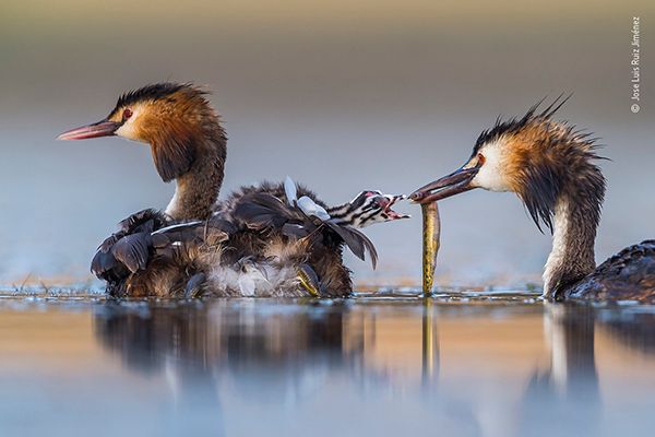 A great crested grebe family, one grebe feeding a baby a fish, wildlife