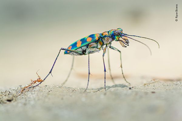 weaver ants prey on a giant riverine tiger beetle, wildlife