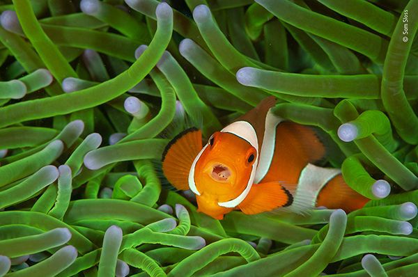 clownfish coming out of its green anemone, wildlife