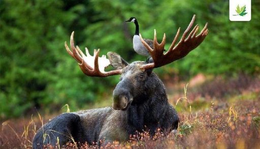 Goose on a Moose