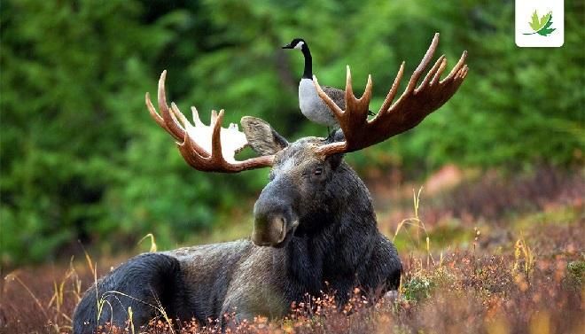 Goose on a Moose