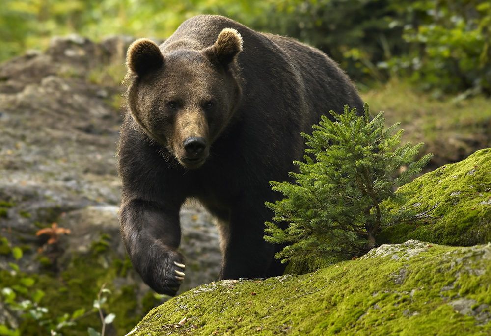 Ursus arctos grizzly bear