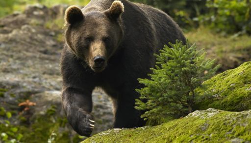 Ursus arctos grizzly bear