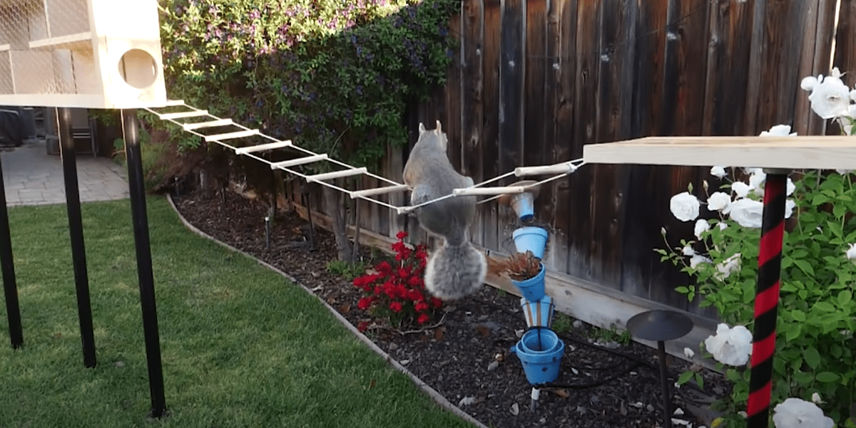 squirrel maneuvering an obstacle course ladder towards a bird feeder