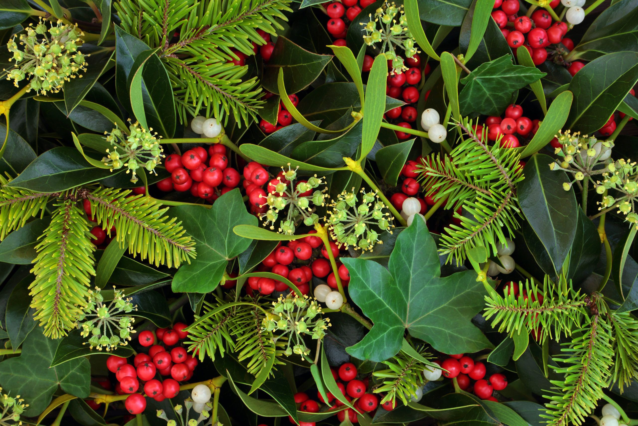 a mistletoe, ivy, holly, Christmas theme green background
