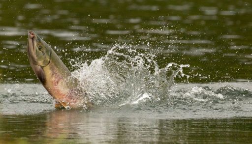 Coho Salmon, Oncorhynchus kisutch, aka Silver Salmon, Alsaka, United States