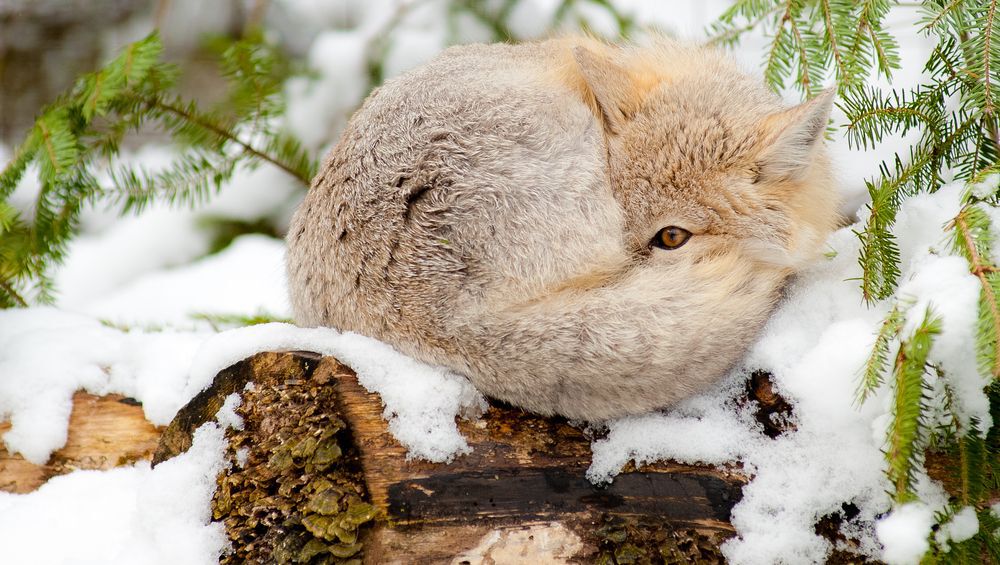 A swift fox curled up in the snow, with one eye open