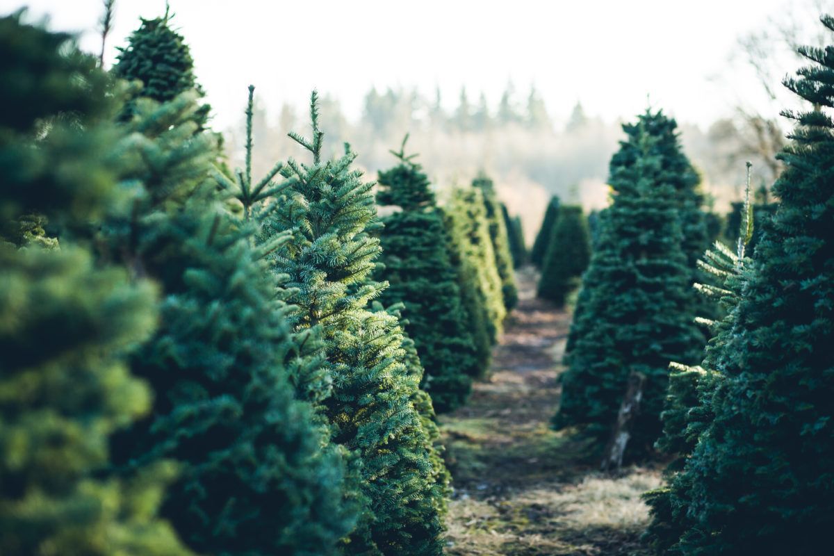 Christmas-tree-farm