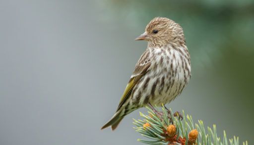 Pine siskin