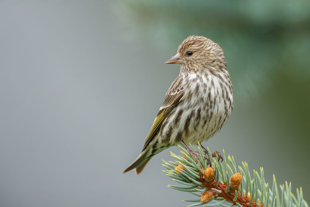 Pine siskin