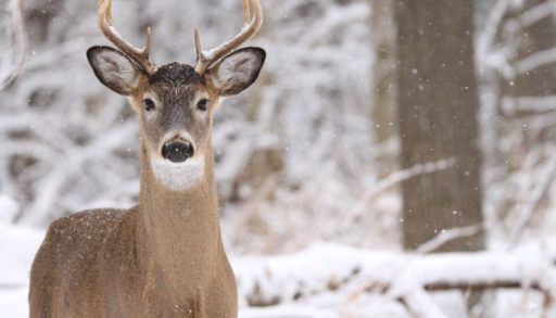 Single white-tailed deer buck in winter snow in Quebec, Canada, garden