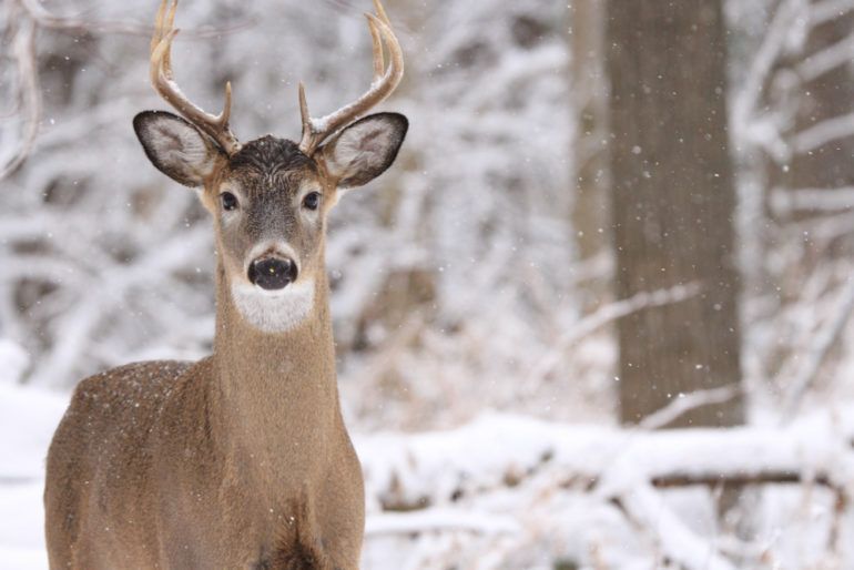7 ways to make your garden or yard more winter wildlife friendly ...