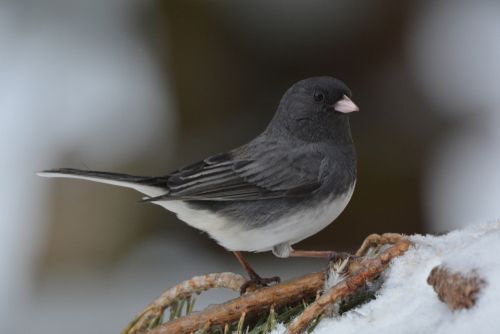 Dark-eyed junco