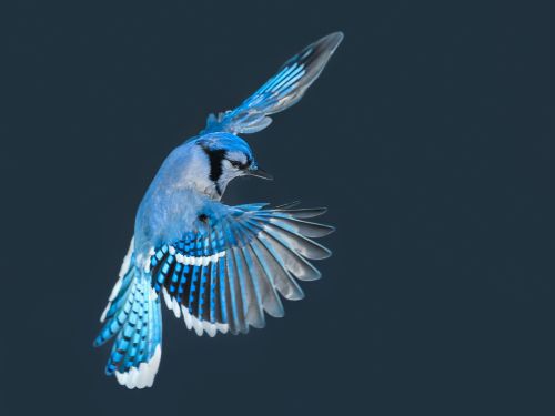 A blue jay soaring in the air in winter