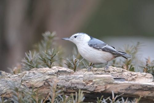 A white breasted nuthatch perched on a branch.