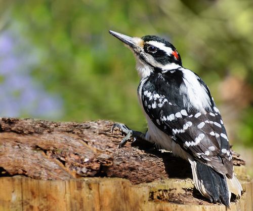 Hairy woodpecker