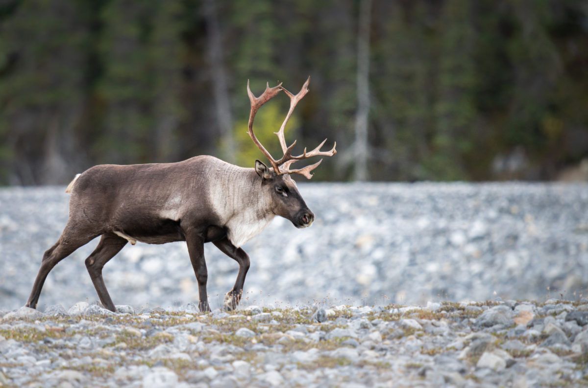 A mountain caribou walking through a snowy meadow