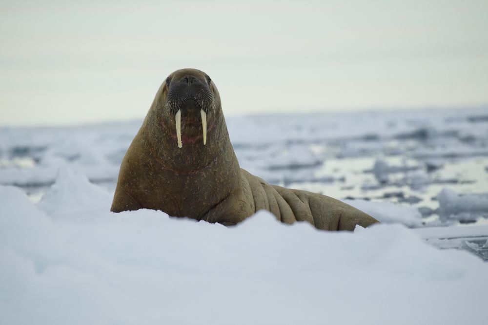 An Atlantic walrus sitting on an ice floe