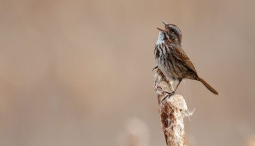 song sparrow bird singing