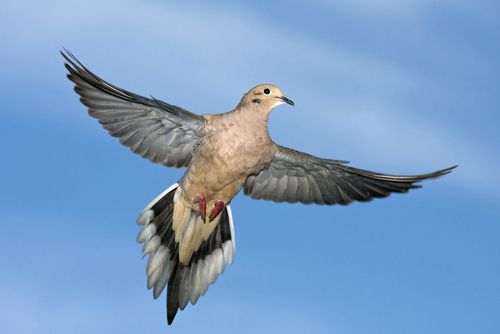 Mourning Dove in flight with wings extended