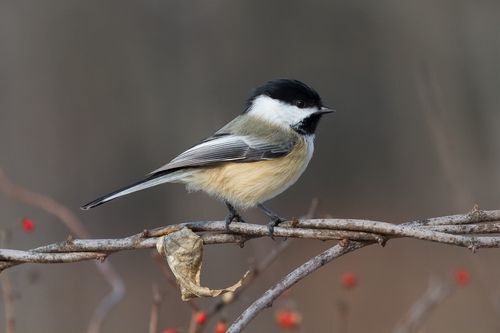 Black-capped chickadee