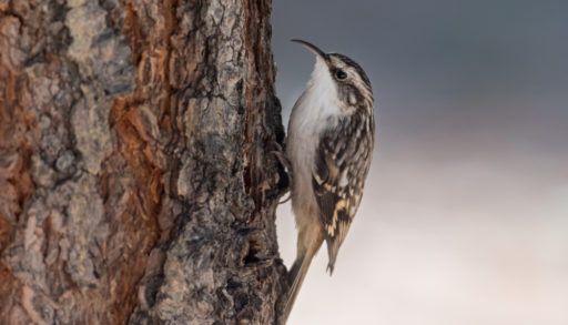 A brown creeper clinging to a tree trunk