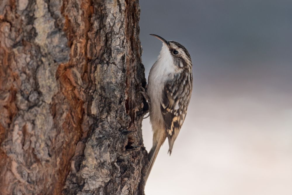 A brown creeper clinging to a tree trunk