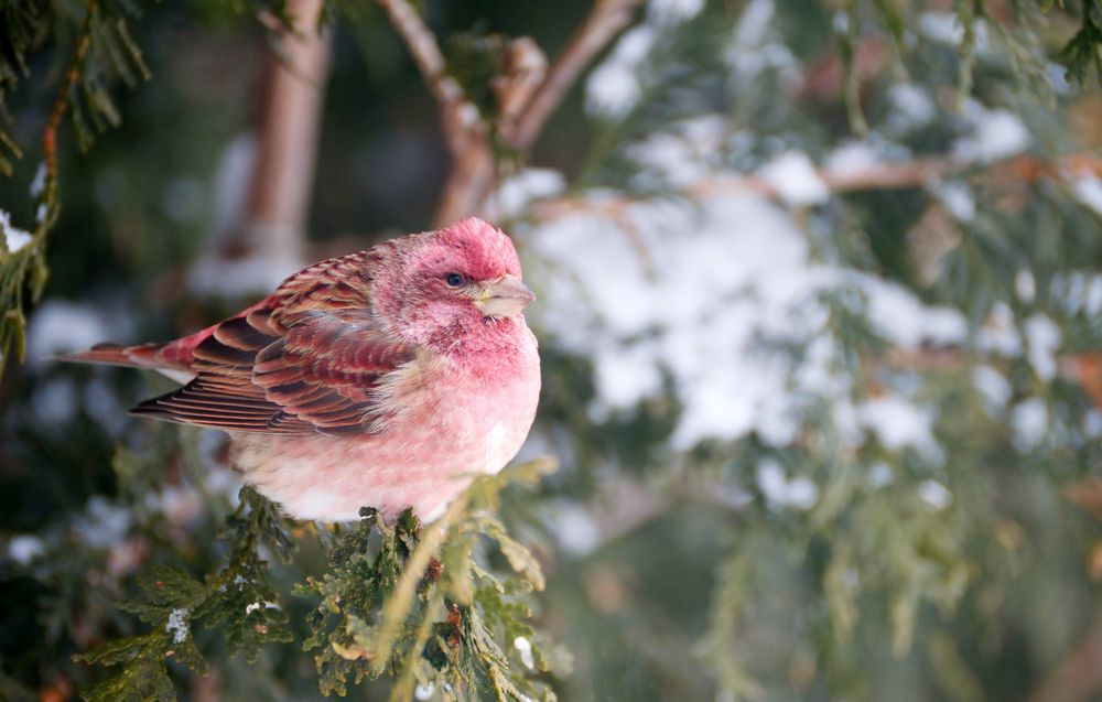 A male purple finch, perched on a cedar branch in winter