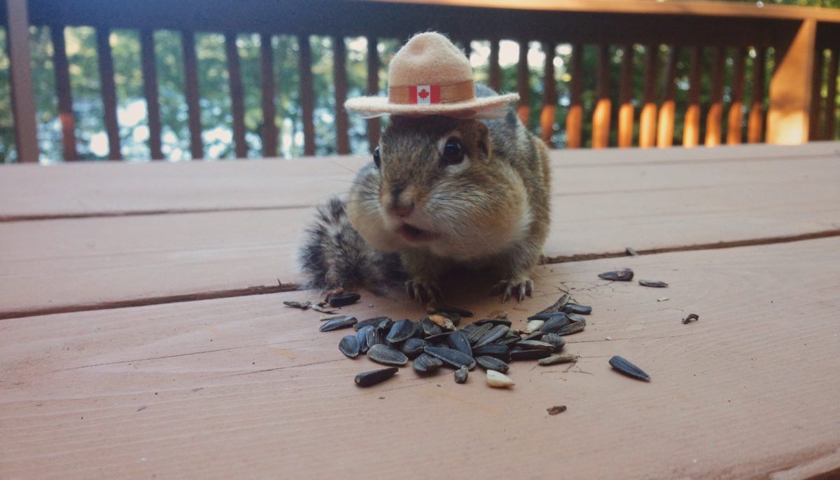 Chipmunk with RCMP hat