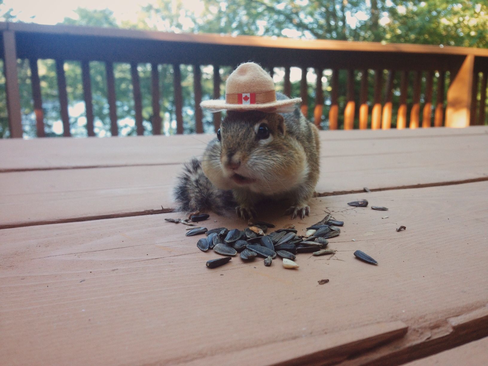 Chipmunk with RCMP hat