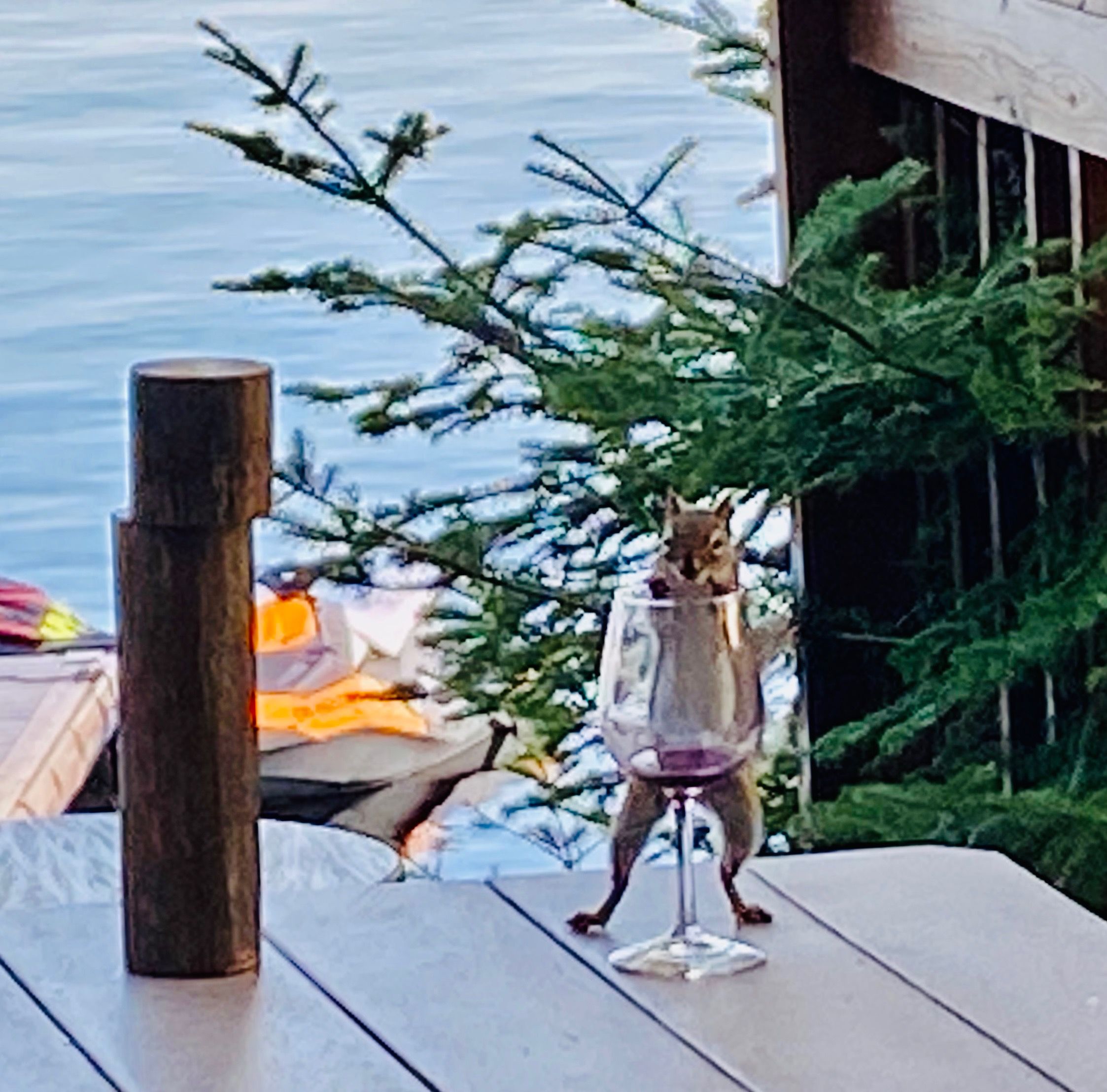 Chipmunk with wine glass