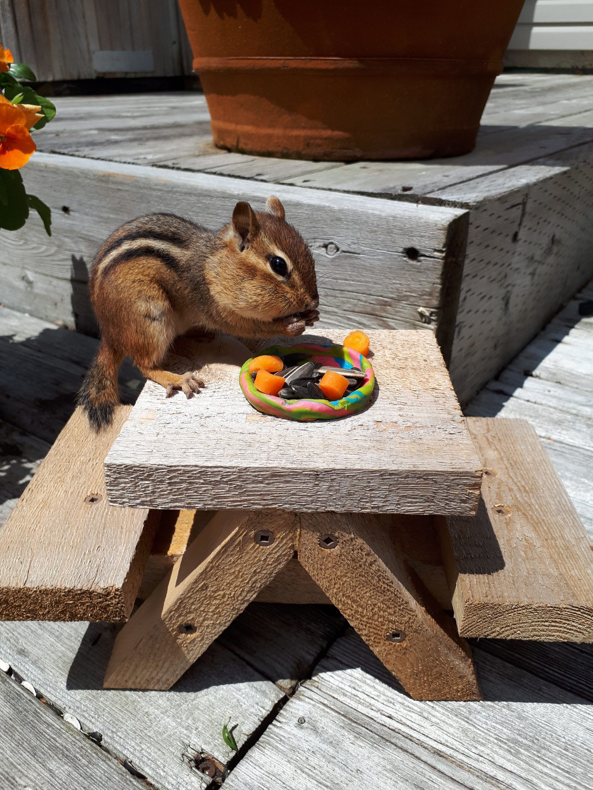 Chipmunk eating at picnic table