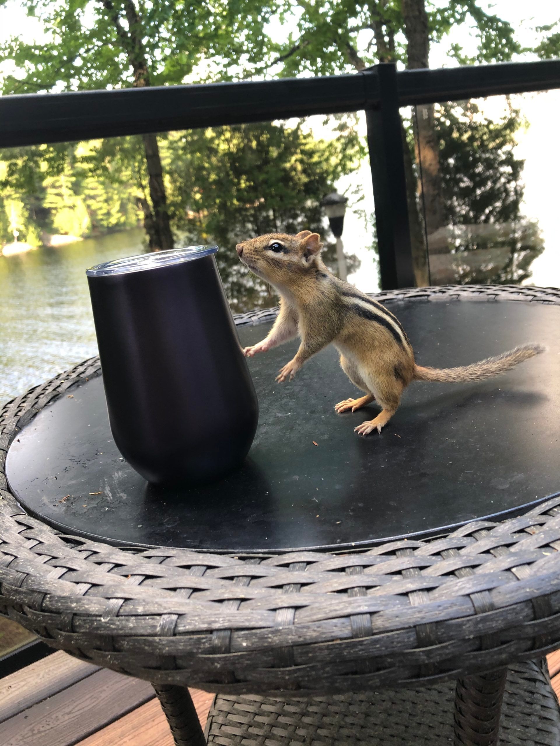 Chipmunk with wine glass