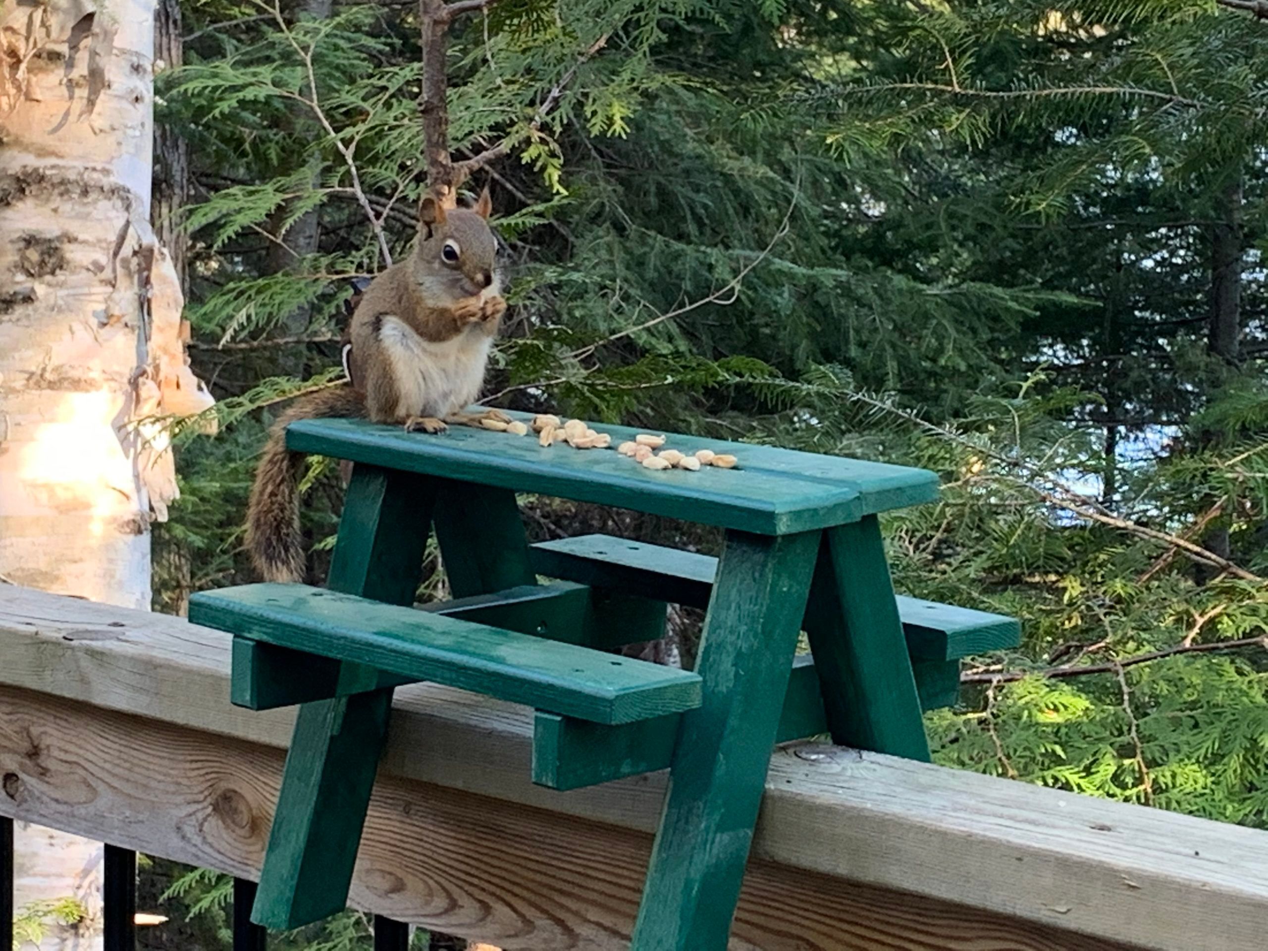 Squirrel at picnic table