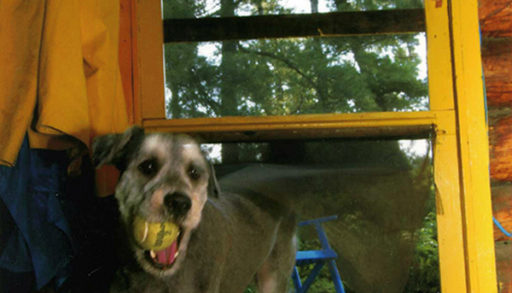 doggy flap invention screen door