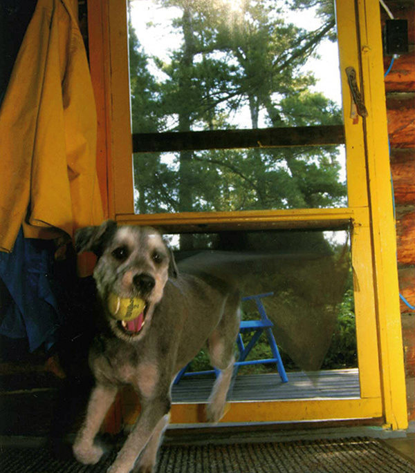 doggy flap invention screen door