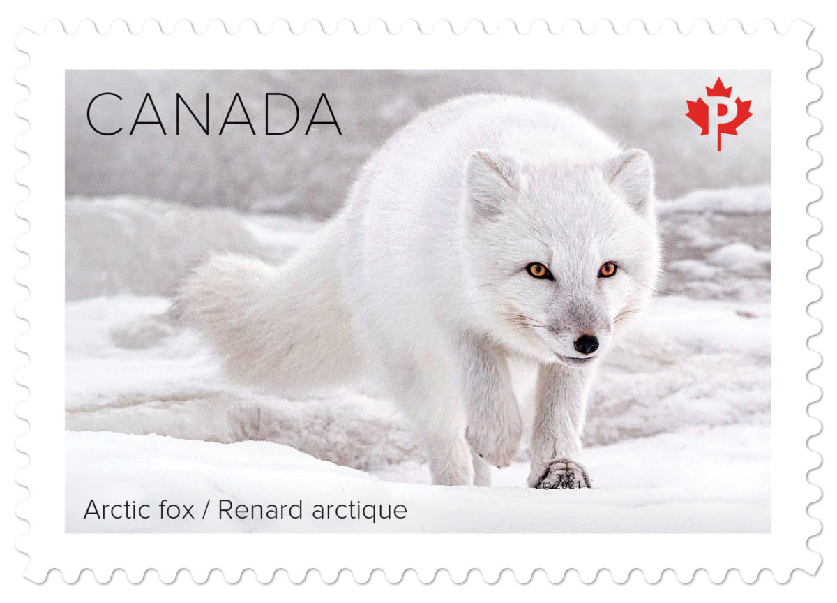 Arctic Fox Stamp
