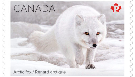 Arctic Fox Stamp