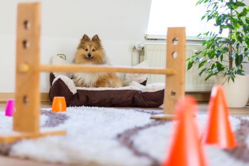 shetland sheepdog sits in front of a obstacle course at home
