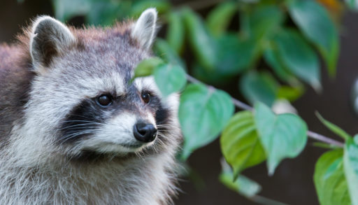 A raccoon surrounded by leafy plants