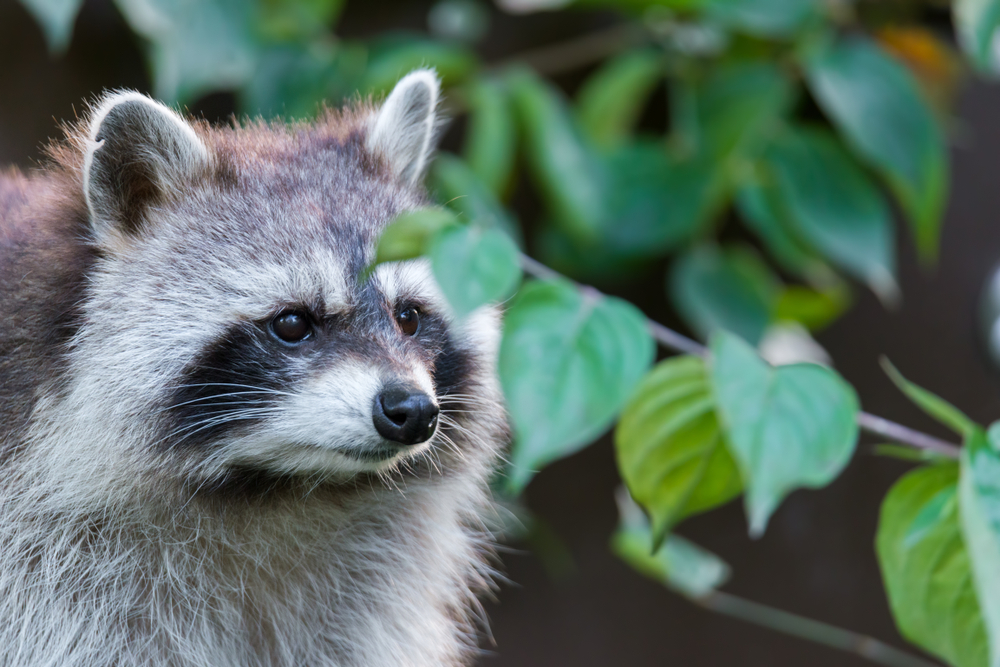 A raccoon surrounded by leafy plants