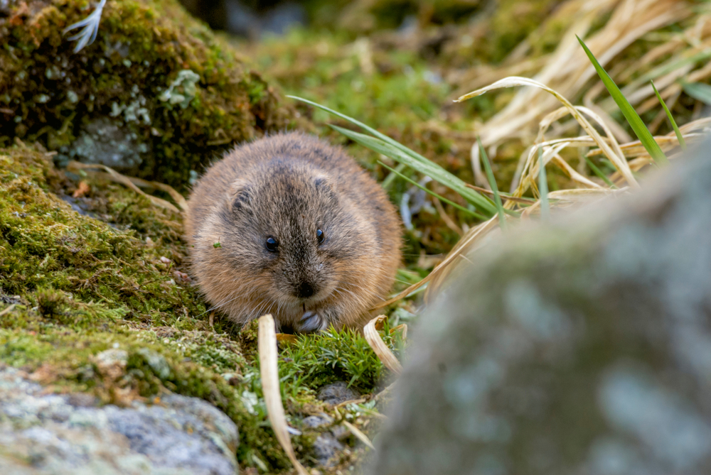 A North American brown lemming against a mossy background