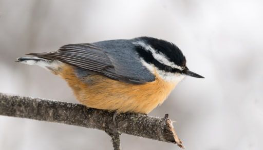A red-breasted nuthatch perched on a branch in winter
